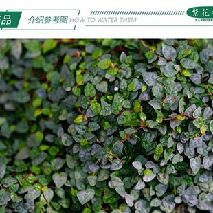 小叶薜荔极小叶雨林缸生态缸水陆缸造景爬藤植物掌叶心形花叶