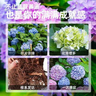 绣球花肥料专用肥浓缩营养液家用盆栽花卉花肥料水土培植物通用型