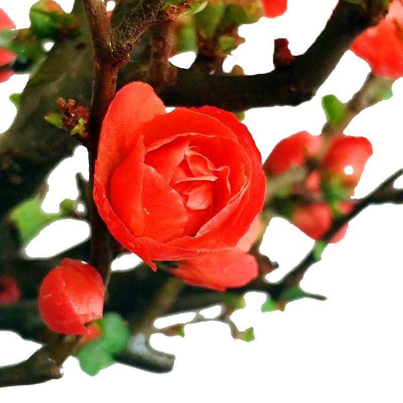 极速原生长寿冠海棠花盆栽提根盆景树桩四季开花室内花Z卉耐寒重