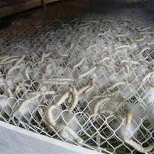 新品养蚕茧架f宝宝的结茧网房方格工具吐丝架盒房专用结实实用农