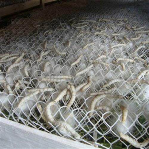 新品养蚕茧架f宝宝的结茧网房方格工具吐丝架盒房专用结实实用农