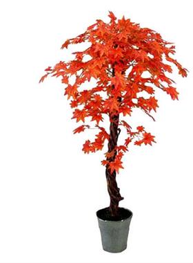 红枫树植物大型枫叶树造型树酒店商场景观树假树红枫树