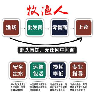 极速孔雀鱼纯种凤尾鱼活体热带活鱼小型彩霞观赏鱼淡水Y鱼繁殖胎