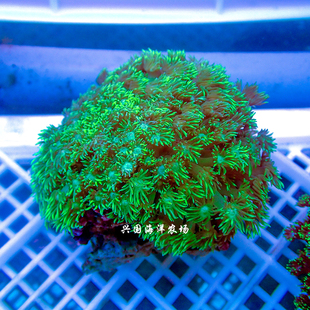 极速图选宝石花珊瑚 万花v筒海水鱼珊瑚圆帽带骨骼小丑快递发货包