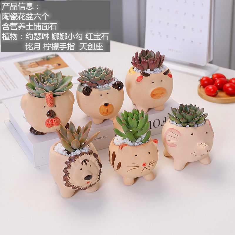 多肉植物组合盆栽办公室桌面防辐射绿植花卉含盆带土新手套餐包邮