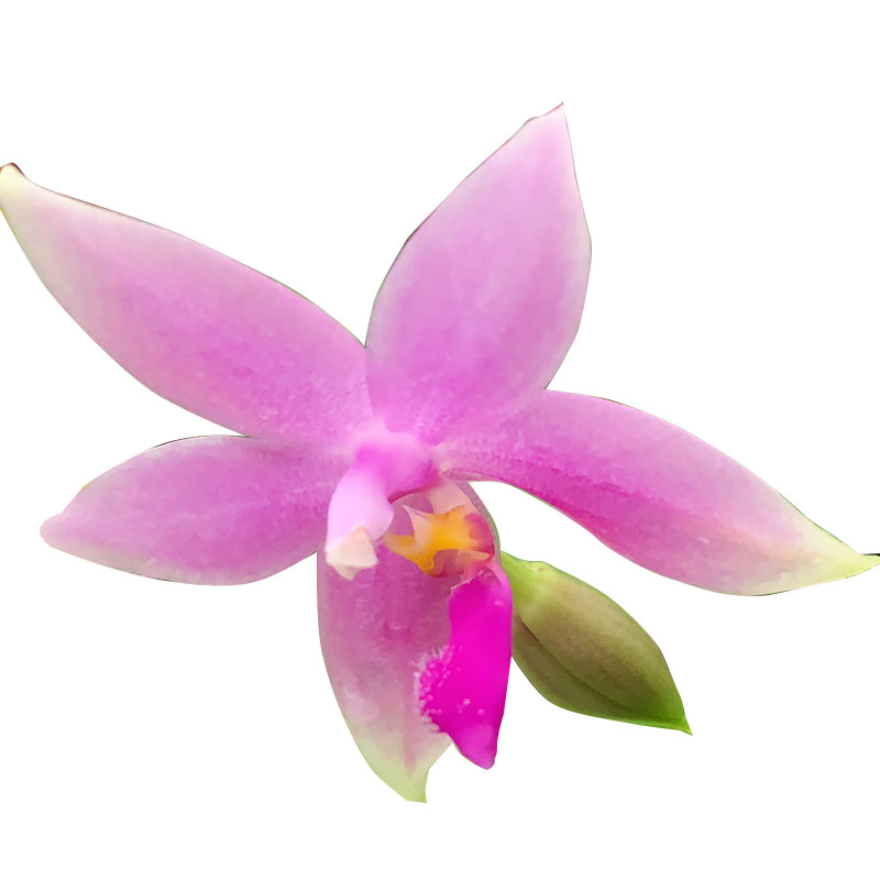 原生种蝴蝶兰带香味的蝴蝶兰花苗部分带花箭实生蝴蝶兰有清香浓香