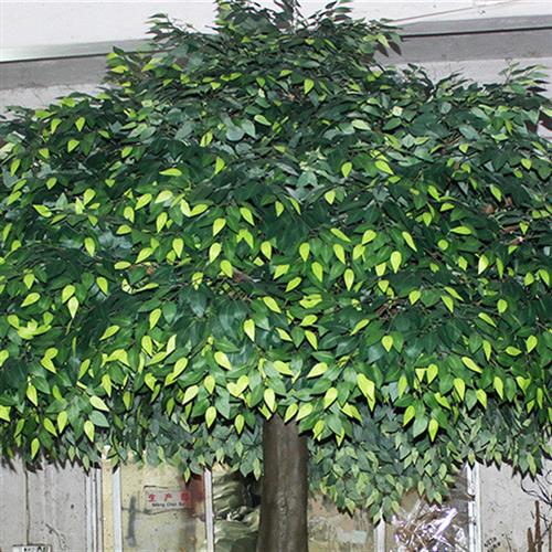 仿真人造榕树玻璃钢榕树仿真植物造型仿真树定做家居装饰树