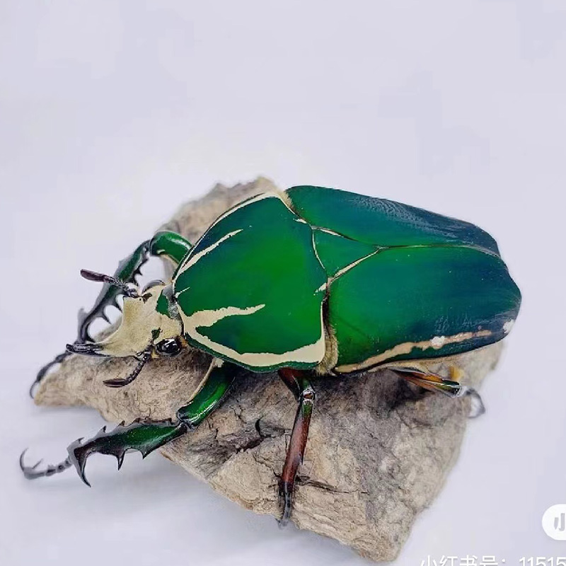 新品乌干达花金龟独角仙中国大锹甲甲虫宠物活体昆虫爬宠