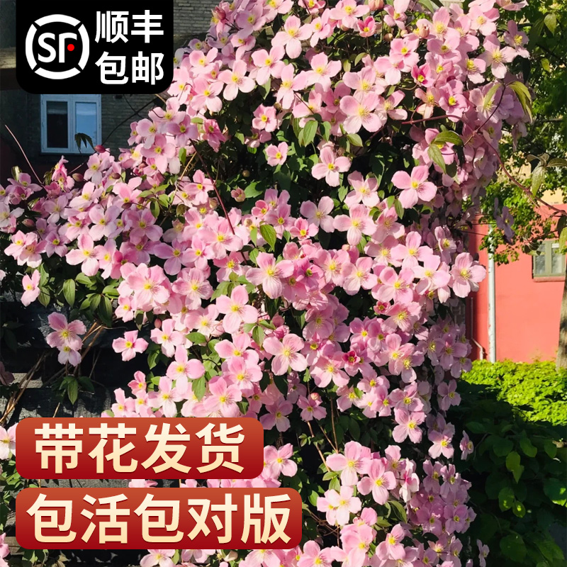 铁线莲爬藤植物大苗乌托邦银币重瓣庭院阳台四季开花卉耐寒绿植物