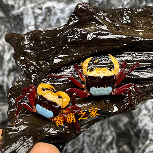 好货苏拉威西恶魔蟹观赏蟹淡水蟹沙蟹寄居蟹水陆雨林蟹老李同款