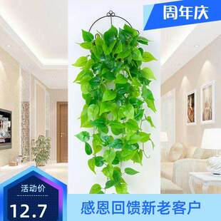 假绿箩长藤款 饰室内吊顶假绿萝叶子葡萄爬藤条树叶塑料花藤树 装