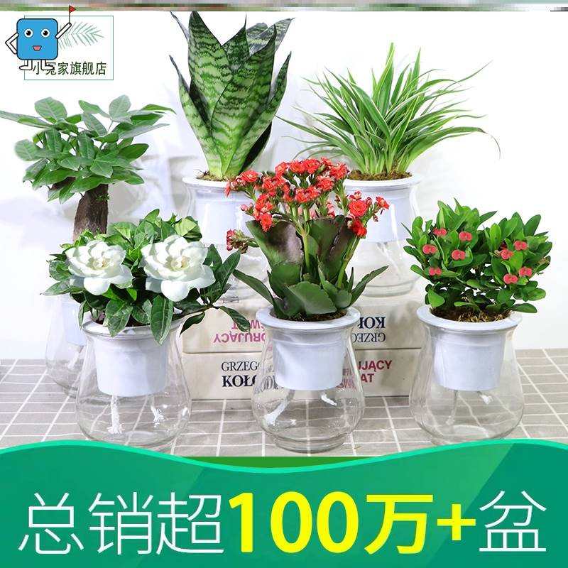 不用晒太阳的绿植小盆栽精致办公桌盘景植物室内绿航绿萝花奔四季