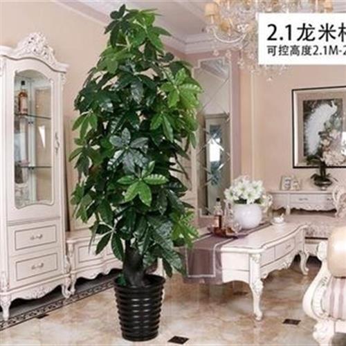 灯笼花树盆栽橱窗绿植富贵树花枝干大厅树植物仿真小大客厅大门。