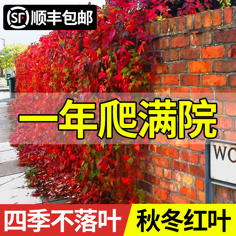 爬山虎苗三叶五叶红色爬山虎爬藤植物四季庭院不落叶爬墙虎籽花卉