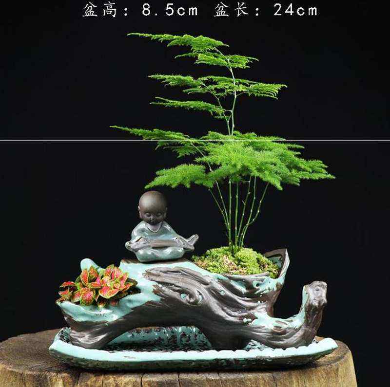 宿舍养的小植物桌面文竹盆栽室内大颗幼儿园小草小常青盆景景观