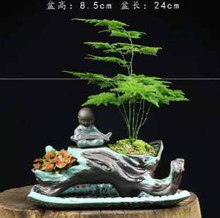 宿舍养的小植物桌面文竹盆栽室内大颗幼儿园小草小常青盆景景观