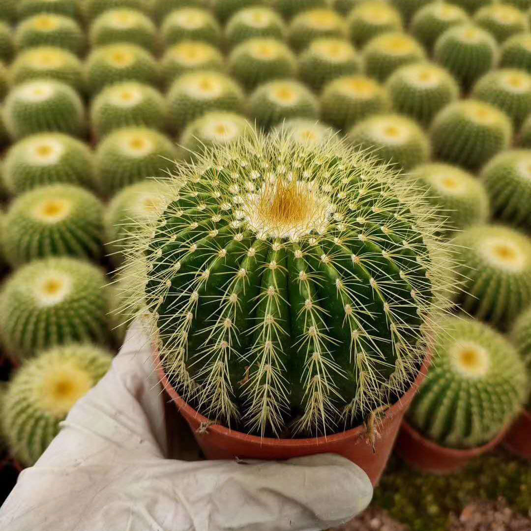 【基地直供】室内植物植物小盆栽仙人球 居家花卉盆栽 金冠