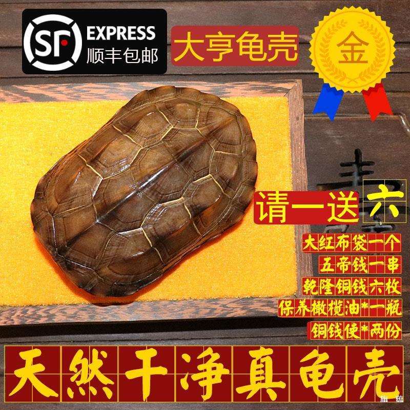 真乌龟壳龟甲文玩手把件铜钱六爻64卦算挂卦牌卡摇卦卜测摆件
