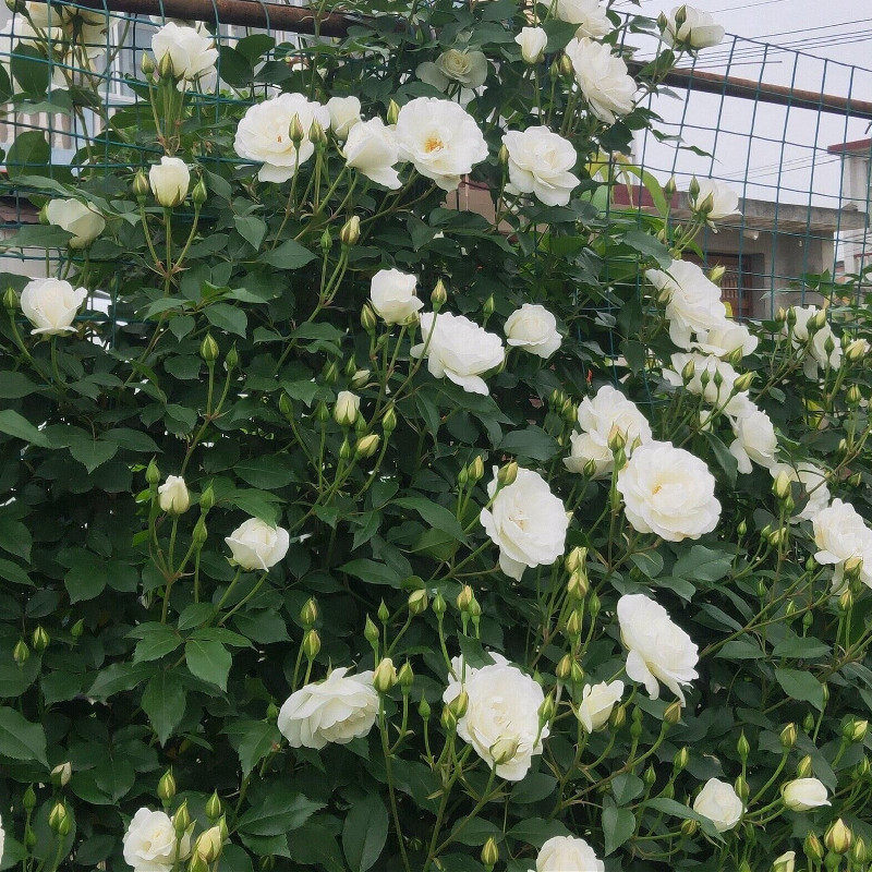 速发藤本蔷薇花四龙沙宝石苗藤欧月月季大苗花墙拱门大花浓香爬季,鲜花速递/花卉仿真/绿植园艺,月季/蔷薇/玫瑰,淘宝优惠券,粉丝福利购,淘宝优惠卷