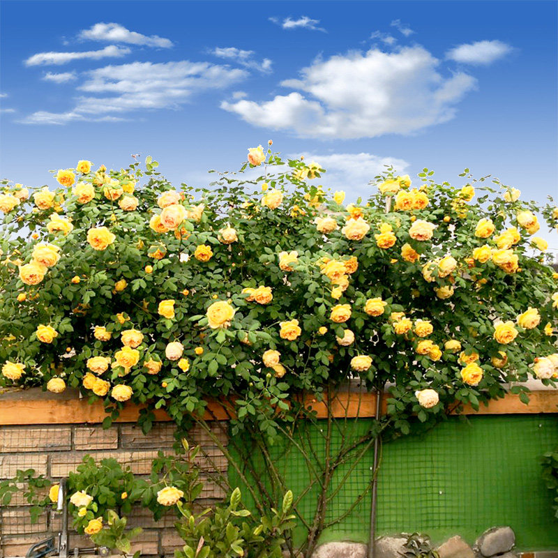 速发苗金庆典爬藤月季母苗大黄庭院多季蔷薇花本藤本大花玫瑰地栽,鲜花速递/花卉仿真/绿植园艺,月季/蔷薇/玫瑰,淘宝优惠券,粉丝福利购,淘宝优惠卷