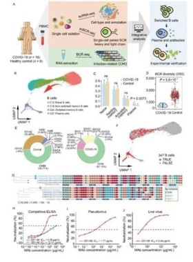 R语言单细胞测序数据挖掘GEO转录组TCGAseer复现生信数据分析实战