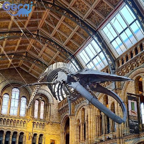 玻璃钢恐龙制作大型恐龙古生物骨架模型化石骨骼定制厂家