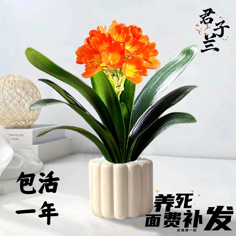 速发君子兰露卉盆花办公室桌面绿植室内带花苞四季好养栽天花苗易