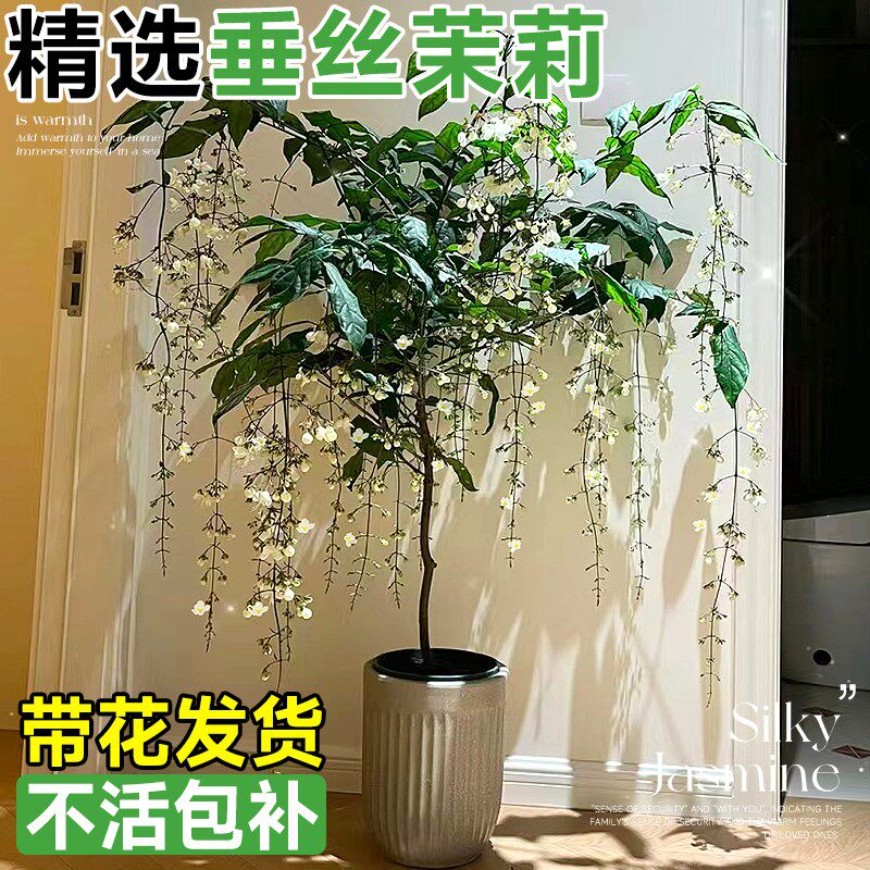 速发垂丝茉四盆栽带花苞绿植室内风车茉莉莉季开花白蝴蝶台植物大