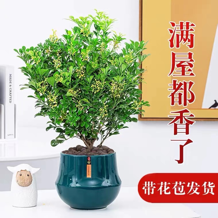 速发米外盆栽带花苞四季开花浓香型室内兰花卉植物老桩绿植好养