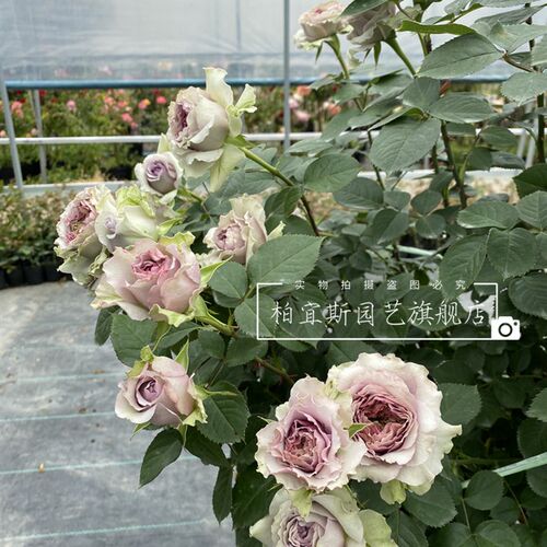 速发首饰盒大季花卉苗盆栽河本蓝紫色台庭院花月绿植物耐热抗病