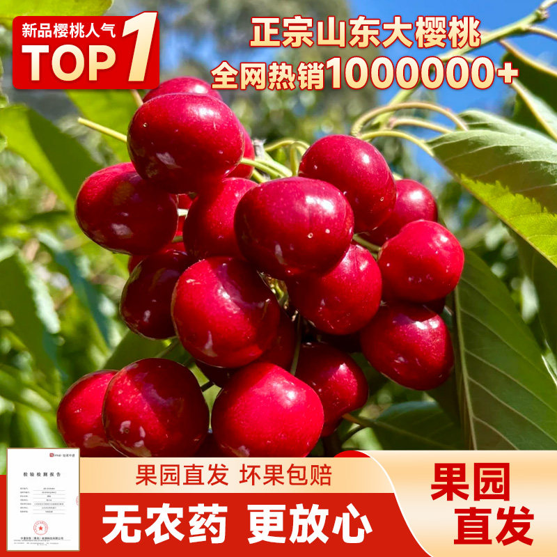 果园露天现摘山东大樱桃车厘子红灯应季新鲜水果孕妇当季脆甜先锋