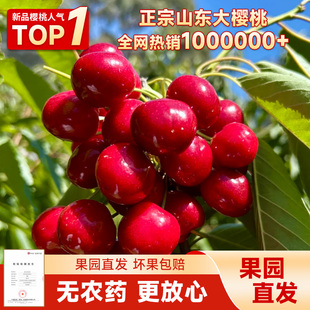 果园露天现摘山东大樱桃车厘子红灯应季 脆甜先锋 新鲜水果孕妇当季