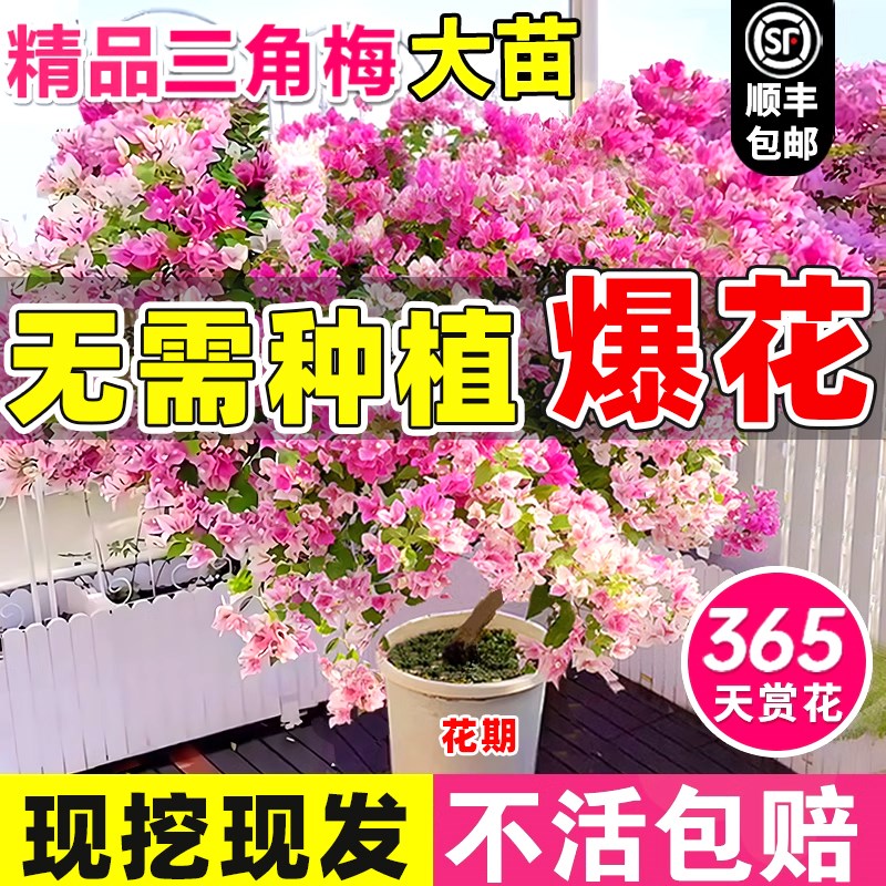 速发重瓣三角梅老桩盆栽四季红花中国红漳绿开樱室内台耐寒爬藤植