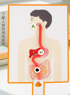 科学实验diy豆豆旅行记人体消化系统儿童幼儿园手工玩具材料模型