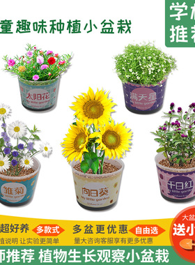 儿童种植小盆栽手工diy科学实验玩具幼儿种子发芽植物观察