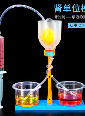 科学小实验diy肾单位模型肾过滤科技小制作初中模拟尿液形成过程