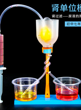 科学小实验diy肾单位模型肾过滤科技小制作初中模拟尿液形成过程