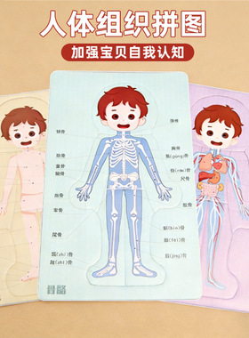 科技小制作DIY人体器官消化系统拼图KT内脏拼图模型科学实验材料