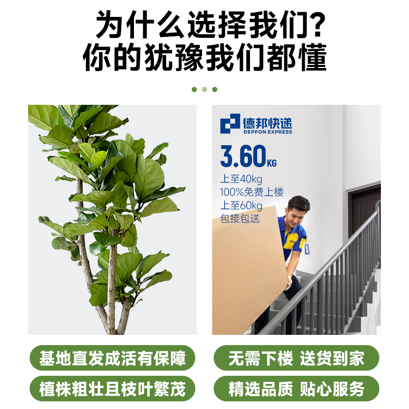 爆款琴叶榕盆栽办公室内大叶绿植物客G厅好养活北欧花卉四季常青