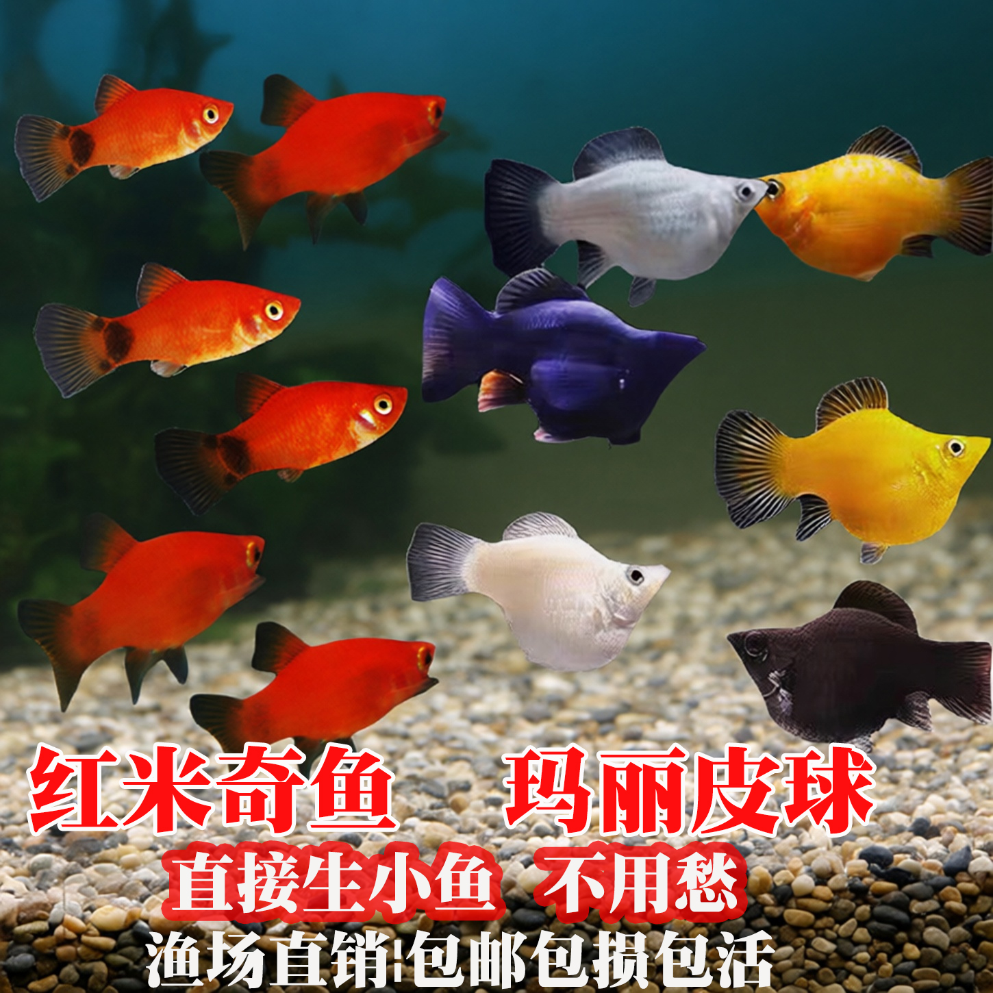 四色玛丽皮球鱼红米奇胎生鱼小型观赏热带鱼好养直接生小鱼活体