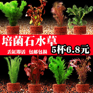 鱼缸水草植物真草造景活体水培蜈蚣草绿菊阴性净化水质有茎水草