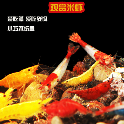 多色除藻观赏工具虾好养小虾