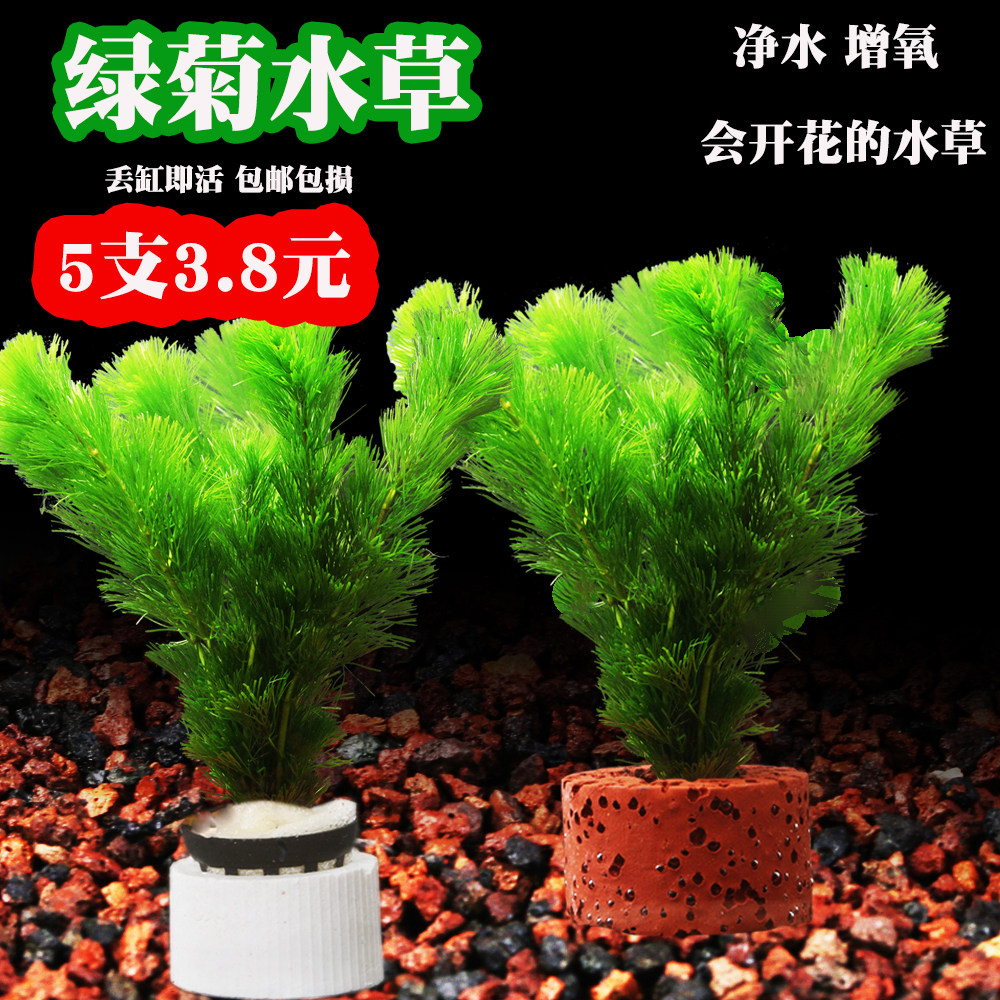 鱼缸水草活体绿菊新手好耐养绿色增氧净化水质阴性九冠水芹蜈蚣草,宠物/宠物食品及用品,水草,淘宝优惠券,粉丝福利购,淘宝优惠卷