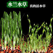 大小水兰水草鱼缸净水细叶水阴性前后景新手造景扭兰龙舌兰懒人草