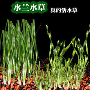 大小水兰水草鱼缸净水细叶水阴性前后景新手造景扭兰龙舌兰懒人草