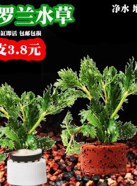 水罗兰水草鱼缸水草植物真草水培蜈蚣装饰净化水火山石造景增氧草