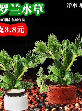 水罗兰水草鱼缸新手好养净化水质