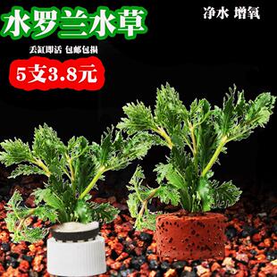 水罗兰水草鱼缸水草植物真草水培蜈蚣装饰净化水火山石造景增氧草