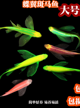 蝶翼斑马鱼长尾荧光糖果小型热带淡水观赏鱼活体鱼苗冷水彩色小鱼
