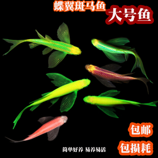 蝶翼斑马鱼长尾荧光糖果小型热带淡水观赏鱼活体鱼苗冷水彩色小鱼